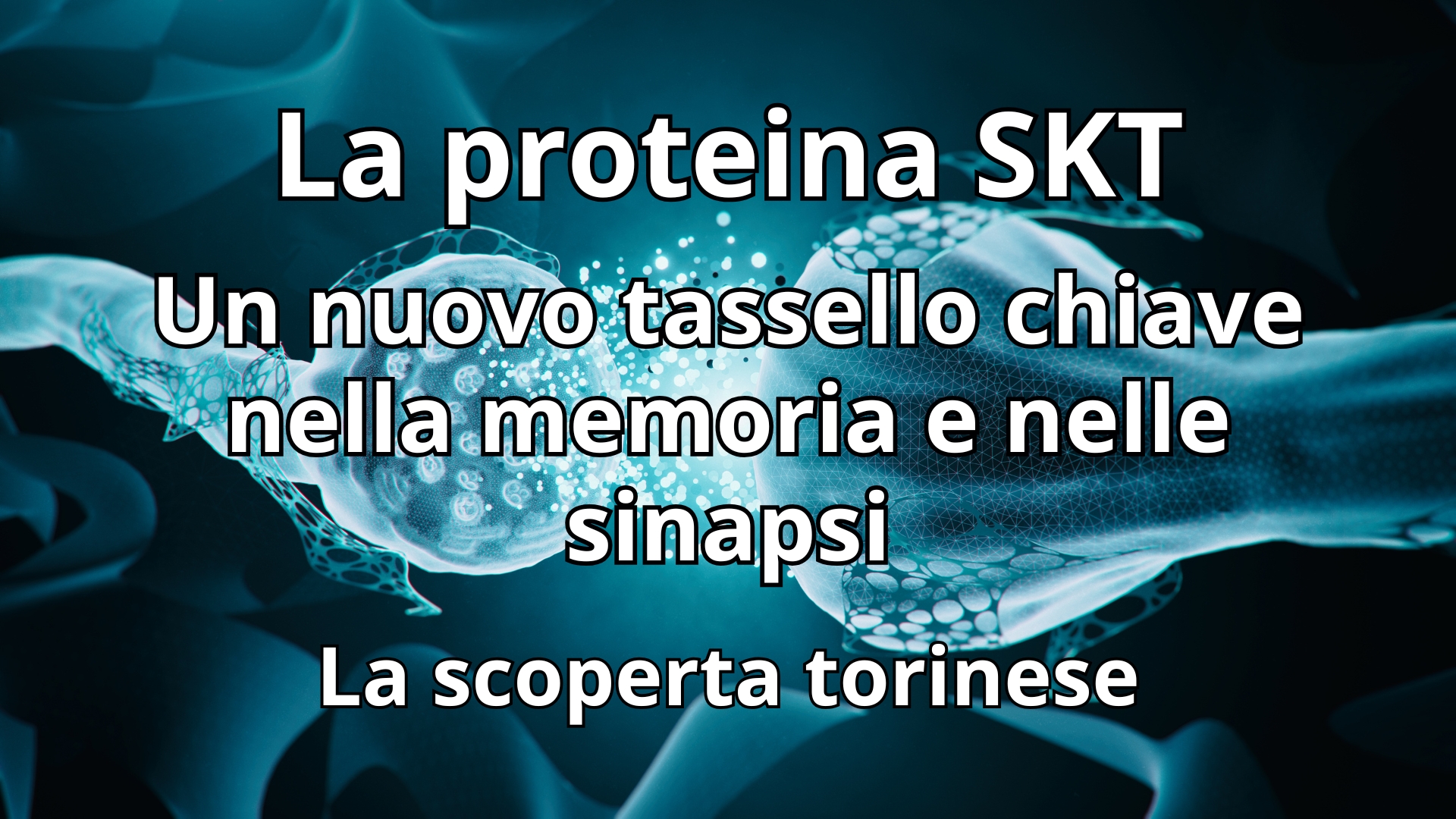 Clicca per accedere all'articolo La proteina SKT: un nuovo tassello chiave nella memoria e nelle sinapsi