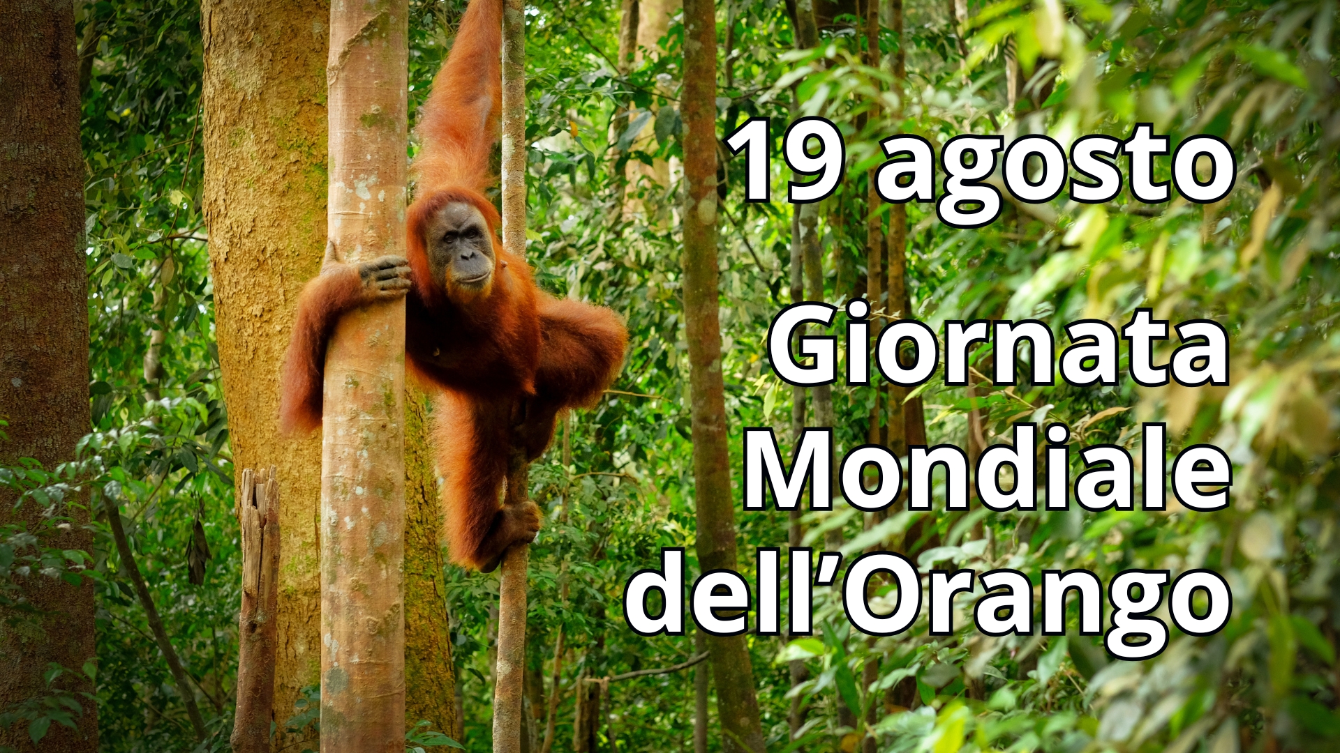Clicca per accedere all'articolo Giornata Mondiale dell'Orango