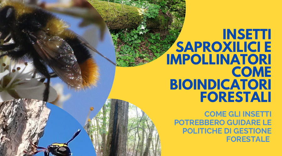 Clicca per accedere all'articolo Insetti saproxilici e impollinatori come bioindicatori forestali - Seminario 15 marzo