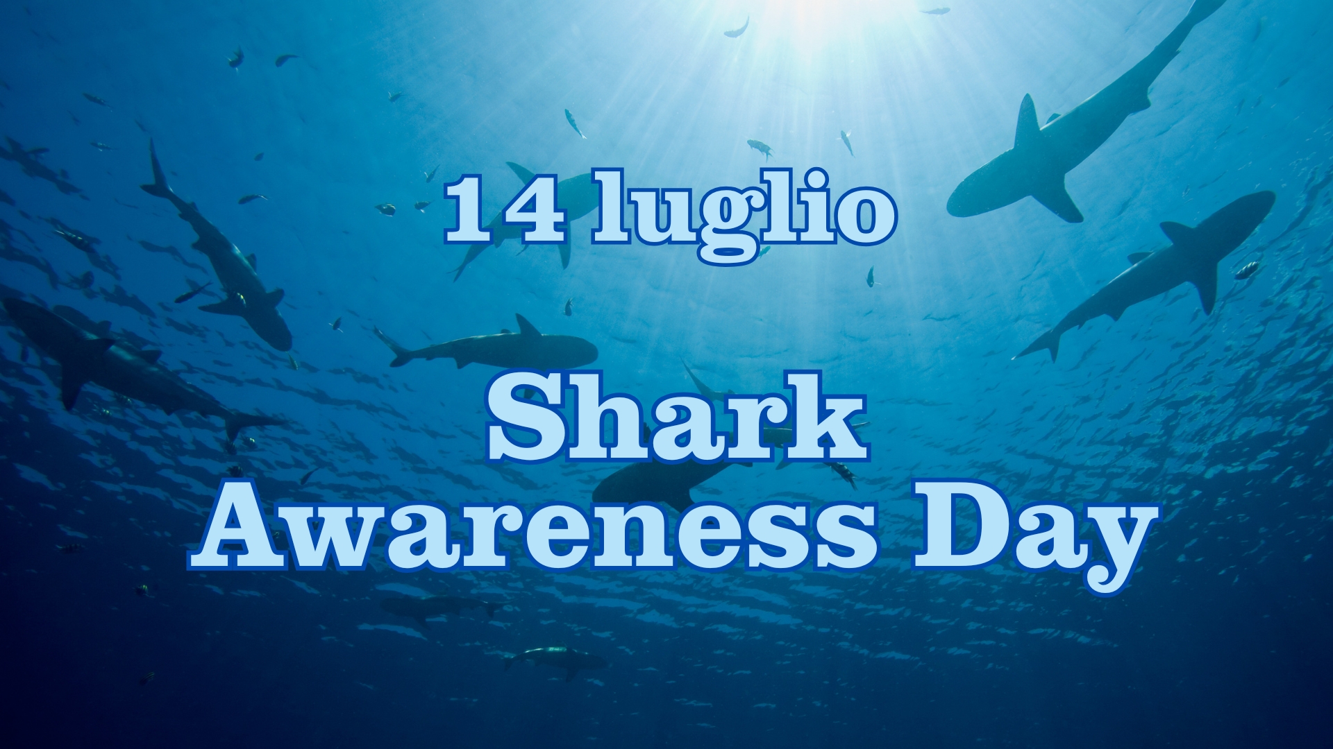 Clicca per accedere all'articolo Shark Awareness Day